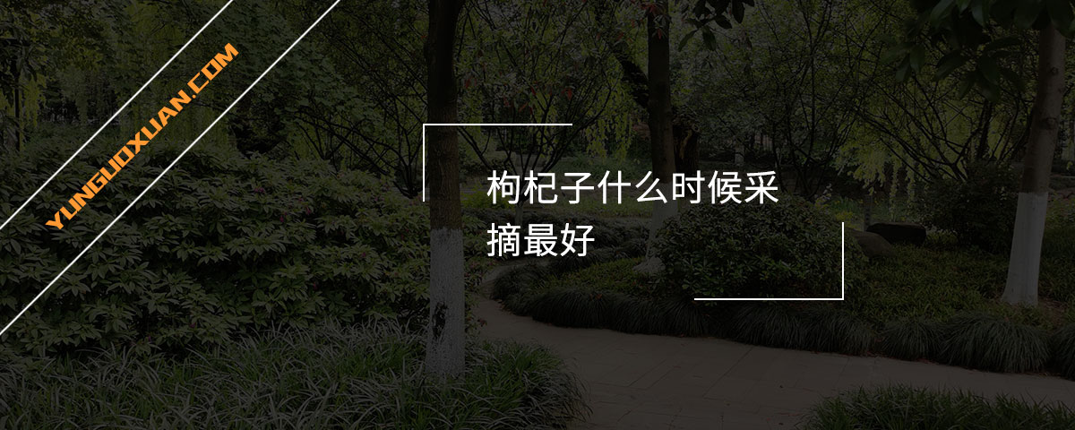 枸杞子什么時(shí)候采摘最好？