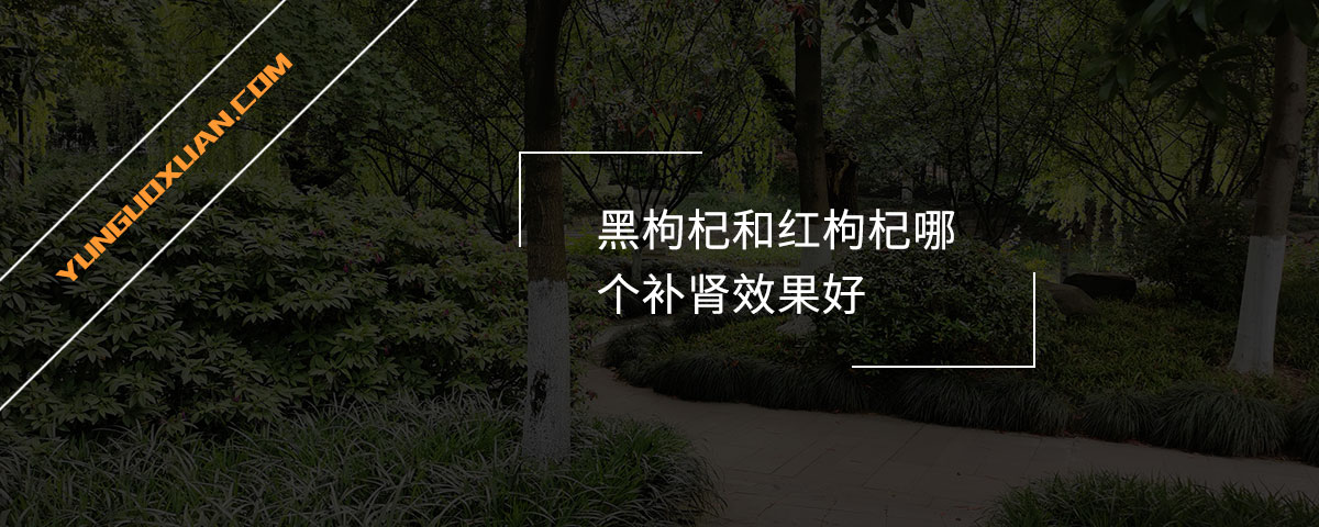 黑枸杞和紅枸杞哪個補腎效果好？