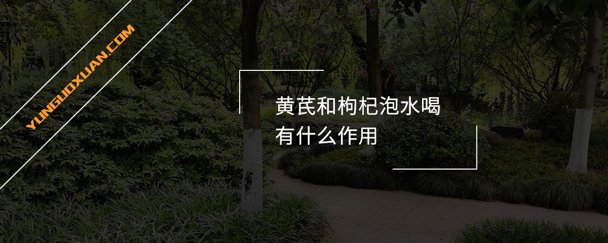 黃芪和枸杞泡水喝有什么作用？
