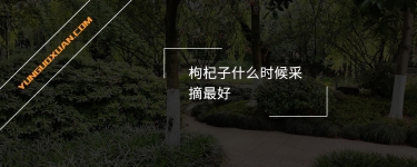 枸杞子什么時(shí)候采摘最好？
