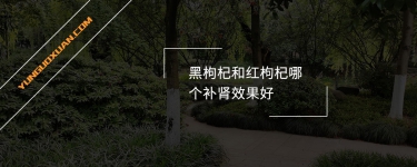 黑枸杞和紅枸杞哪個(gè)補(bǔ)腎效果好？