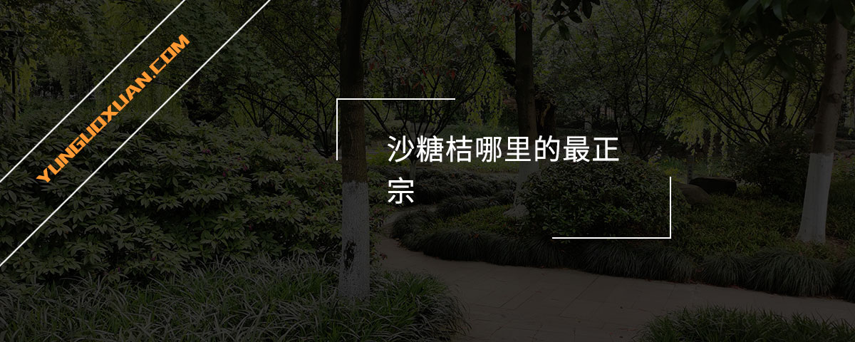 沙糖桔哪里的最正宗？