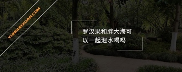 羅漢果和胖大?？梢砸黄鹋菟葐?？