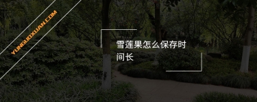 雪蓮果怎么保存時間長？