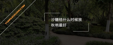 沙糖桔什么時候放秋梢最好？