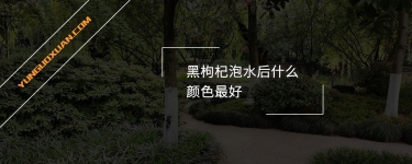 黑枸杞泡水后什么顏色最好？