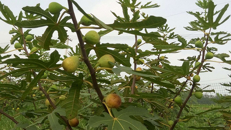 無(wú)花果的功效與作用及禁忌