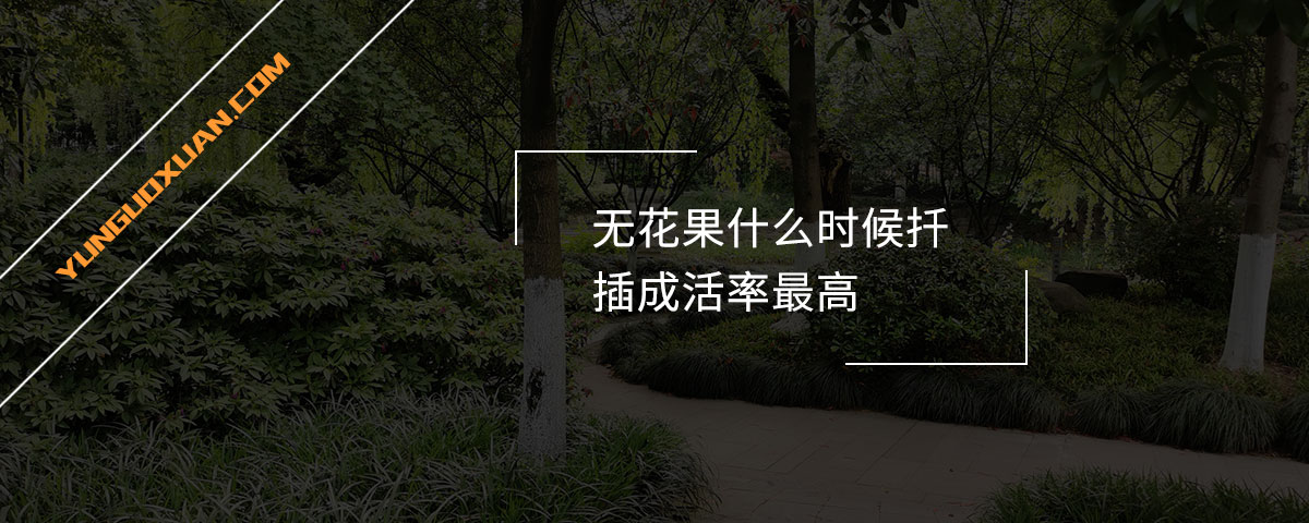 無花果什么時(shí)候扦插成活率最高？