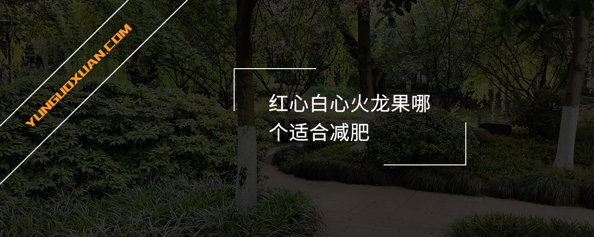 紅心白心火龍果哪個(gè)適合減肥？