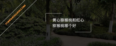 黃心獼猴桃和紅心獼猴桃哪個好？