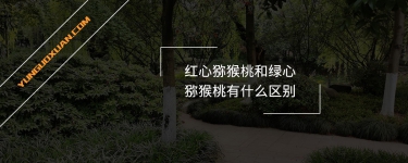 紅心獼猴桃和綠心獼猴桃有什么區(qū)別？