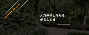 火龍果紅心的好還是白心的好？