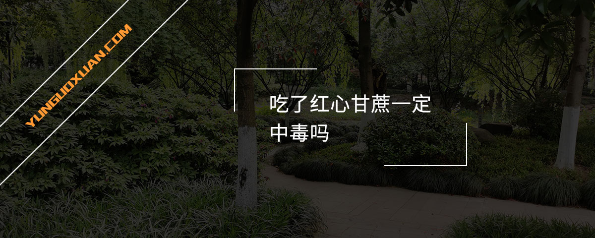 吃了紅心甘蔗一定中毒嗎？