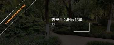 杏子什么時(shí)候吃最好？