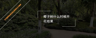 椰子樹什么時候開花結果？