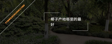 椰子產地哪里的最好？