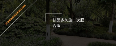 甘蔗多久施一次肥合適？