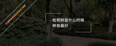 枇杷樹苗什么時候移栽最好？