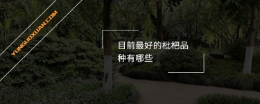目前最好的枇杷品種有哪些？