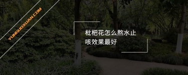 枇杷花怎么熬水止咳效果最好？