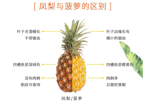 鳳梨是菠蘿嗎？