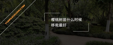 櫻桃樹苗什么時候移栽最好？