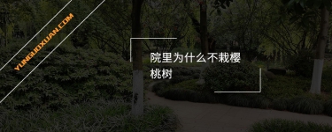 院里為什么不栽櫻桃樹？