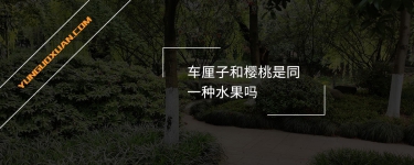 車(chē)?yán)遄雍蜋烟沂峭环N水果嗎？