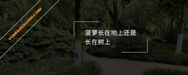 菠蘿長(zhǎng)在地上還是長(zhǎng)在樹上？