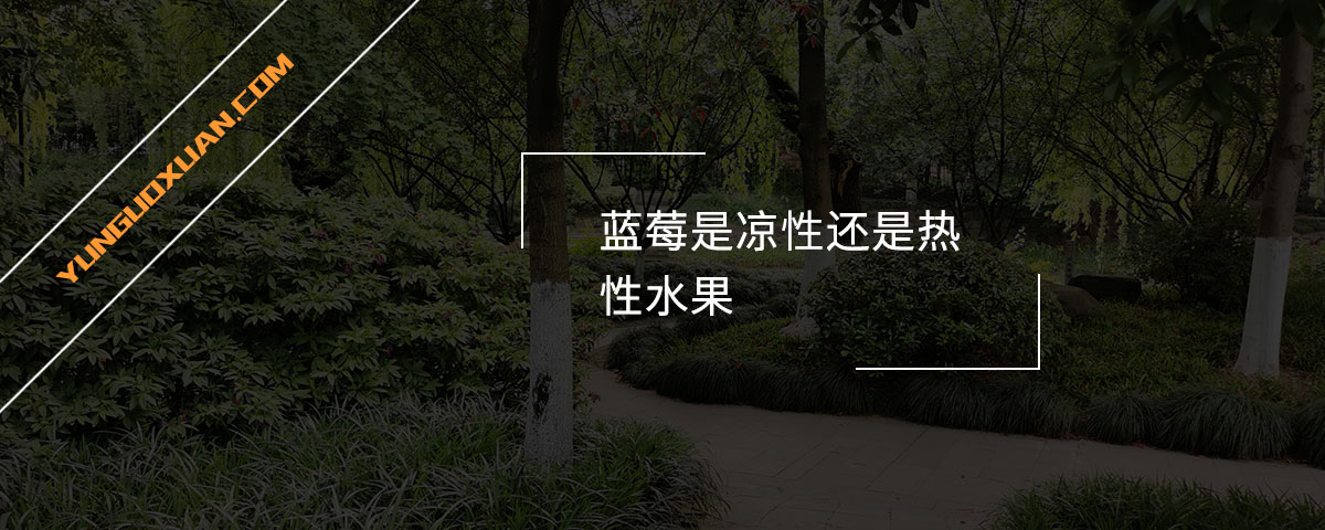 藍莓是涼性還是熱性水果？