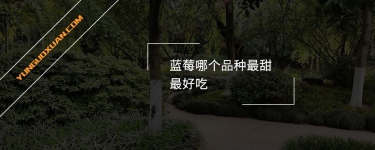 藍莓哪個品種最甜最好吃？