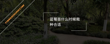 藍莓苗什么時候栽種合適？