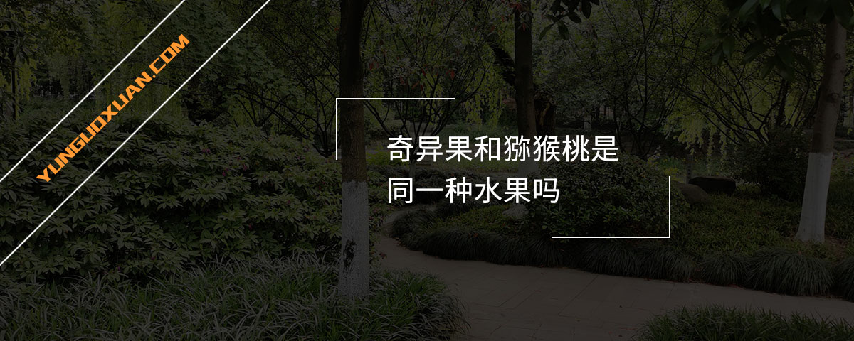 奇異果和獼猴桃是同一種水果嗎？