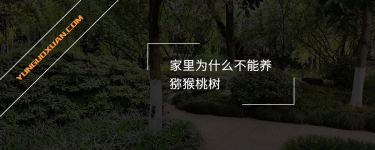 家里為什么不能養(yǎng)獼猴桃樹(shù)？