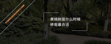 黃桃樹苗什么時候移栽最合適？