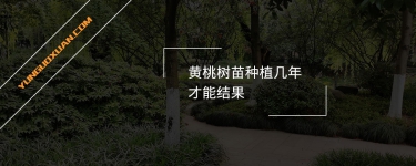 黃桃樹苗種植幾年才能結(jié)果？