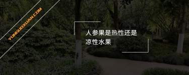 人參果是熱性還是涼性水果？