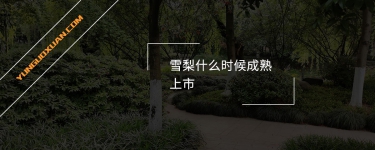 雪梨什么時候成熟上市？