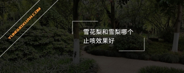 雪花梨和雪梨哪個止咳效果好？