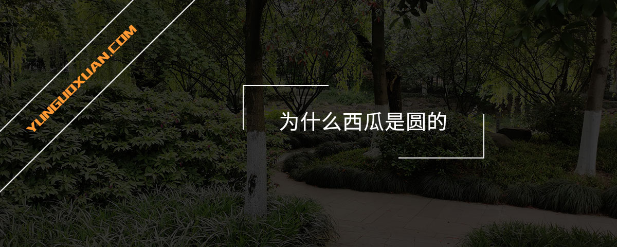 為什么西瓜是圓的？