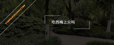 吃西梅上火嗎?