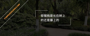 獼猴桃是長(zhǎng)在樹(shù)上的還是藤上的？