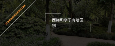 西梅和李子有啥區(qū)別?