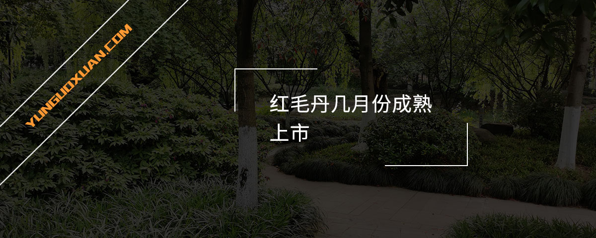 紅毛丹幾月份成熟上市？