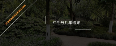 紅毛丹幾年結(jié)果？