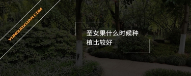 圣女果什么時候種植比較好？
