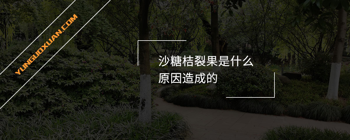 沙糖桔裂果是什么原因造成的？