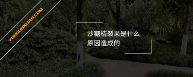 沙糖桔裂果是什么原因造成的？