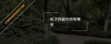 松子的副作用有哪些？