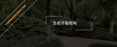 生松子能吃嗎？